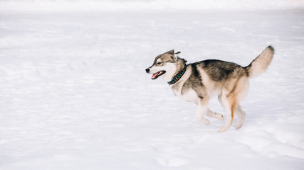 Young Husky Dog Play, Run Outdoor In Snow, Winter
