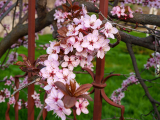 It is difficult to convey in words the beauty of a spring garden in the time of flowering cherry