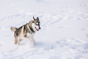 Young Husky Dog Play, Run Outdoor In Snow, Winter
