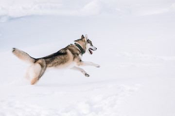 Naklejka premium Young Husky Dog Play, Run Outdoor In Snow, Winter