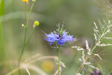 Delicate Blue Wildflower in Natural Setting