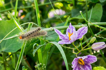 Flower of eggplant