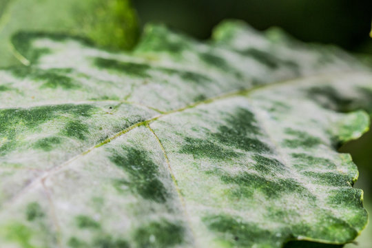 Oidium sur feuille de ch&ecirc;ne