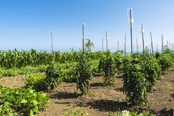 Orchard of vegetables with drip system in Spain