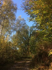 Obraz premium Waldweg im Herbst