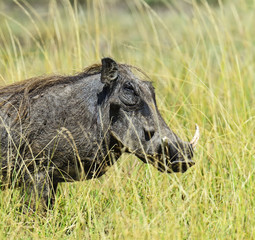 Wild boar in the savannah