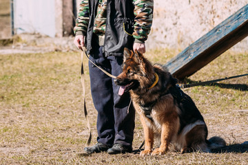 German Shepherd Dog training. Biting dog.