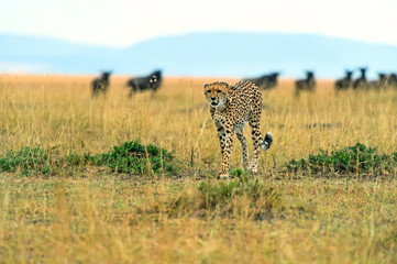 Cheetah in the African savanna