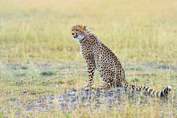 Cheetah in the African savanna