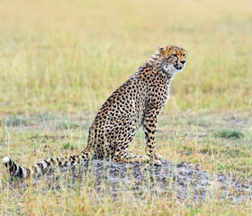 Cheetah in the African savanna