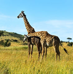 Naklejka na ściany i meble African Giraffes in the savannah