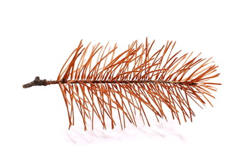 yellow dry pine twigs isolated on white background