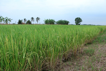 Obraz premium Rice field
