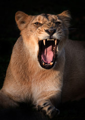 Portrait of a beautiful lioness in the dark.