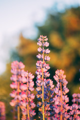Obraz premium Wild Flowers Lupine In Summer Field Meadow. Close Up. Lupinus,