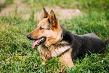 Medium Size Mixed Breed Dog Sit In Green Grass