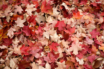 Red Fall Leaves