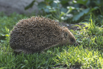Hedgehog on green lawn