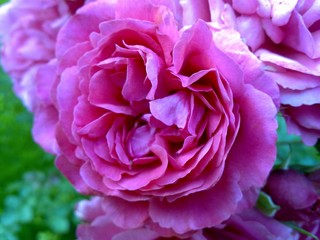 Flowers in Latvia, Ludza, privat garden