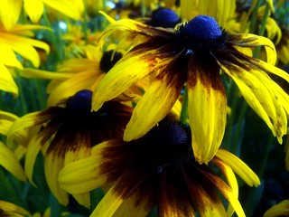 Flowers in Latvia, Ludza, privat garden