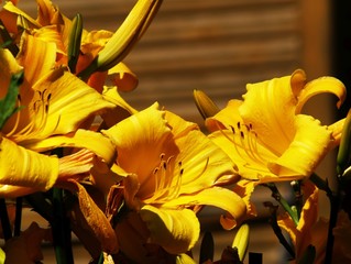 Flowers in Latvia, Ludza, privat garden