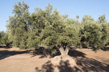 Fototapeta premium Olive trees