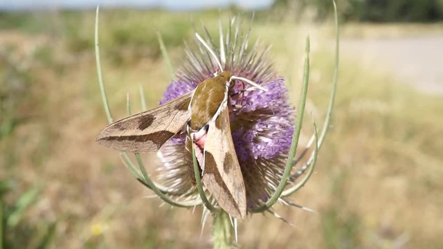 hawk moth flying and extracting nectar from a thistle in springtime