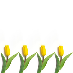  yellow tulips on a white
