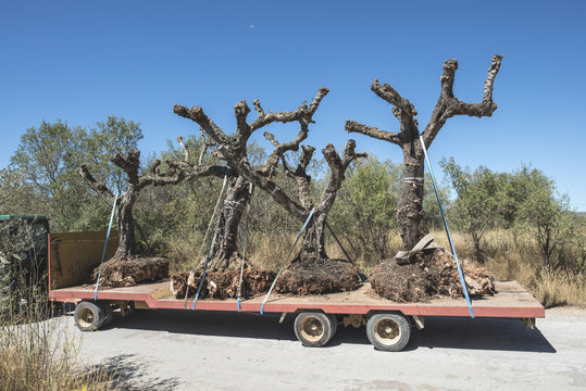 Moving Tree. Transplanting