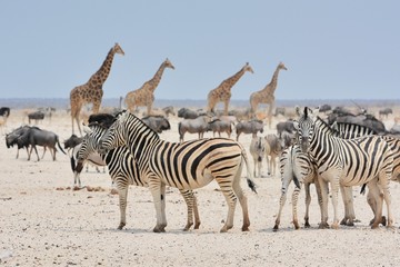 Obraz na płótnie Canvas Zebras, Giraffen, Strauße und Antiopen am Wasserloch (Etosha Nationalpark)
