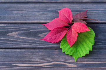 Naklejka na ściany i meble The autumn purple and green leaves lying on a dark rustoc wooden background. Natural backdrop. Copyspace for text