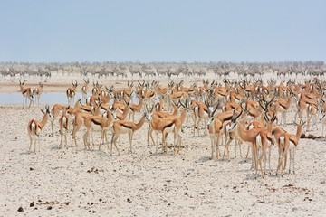 Springbockherde (Antidorcas marsupialis) am Wasserloch im Etosha Nationalpark