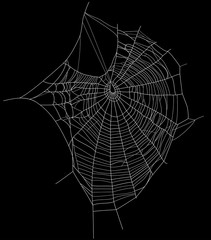spider web black and white vector design