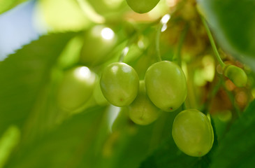 Cerises vertes
