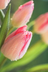Fototapeta premium Tulipe rose