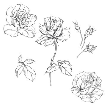Roses. Set of  isolated floral elements for design on a white background