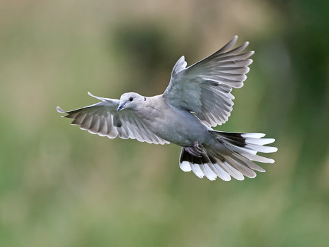 Eurasian collared dove (Streptopelia decaocto)