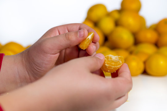 Detail of the hands of a kid that is eating an orange tangerine. Heap of citrus fruits at white background