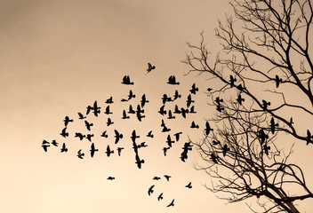 silhouette of flying bird on sunset sky