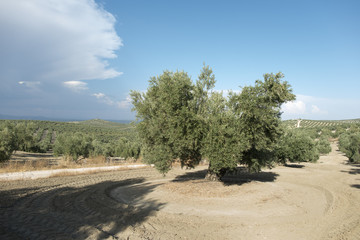 Olive trees