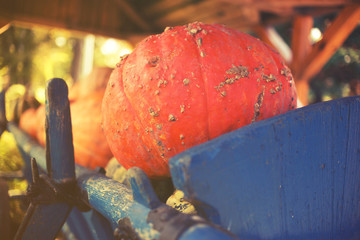 group of colorful pumpkins on rural basket