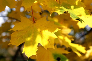 наступила осень