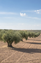 Olive trees