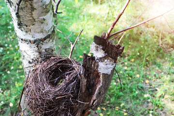 Bird's nest on a birch tree in the sunlight. View from above.