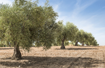 Olive trees