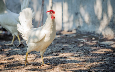Chickens on traditional free range poultry farm