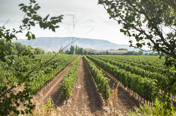 Fototapeta na wymiar Vineyards and winery