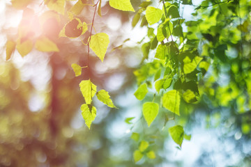 Leaves of birch and sunny day