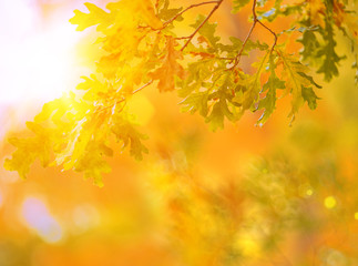Fall, autumn, leaves background. A tree branch with leaves of a