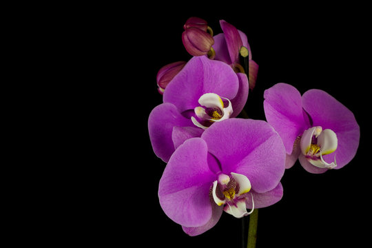 Still life of orchid
